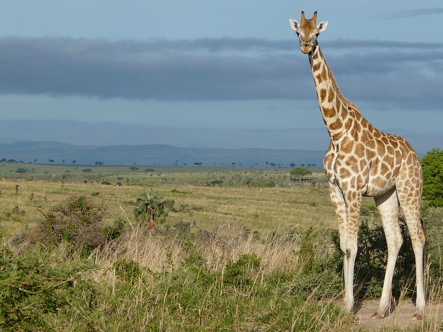 Girafa, Uganda, África, Vida selvagem, savana, murchison, camelopardalis, rothschildi, ameaçadas de extinção, safari Animais