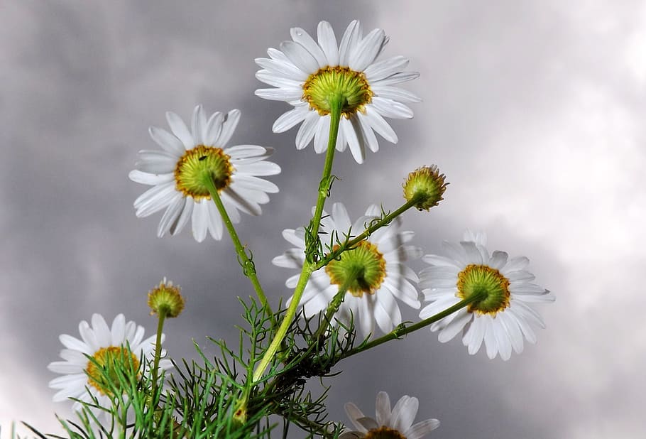 selective, focus photo, white, daisy flowers, chamomile, blossom, bloom, dark clouds, medicinal herb, plant
