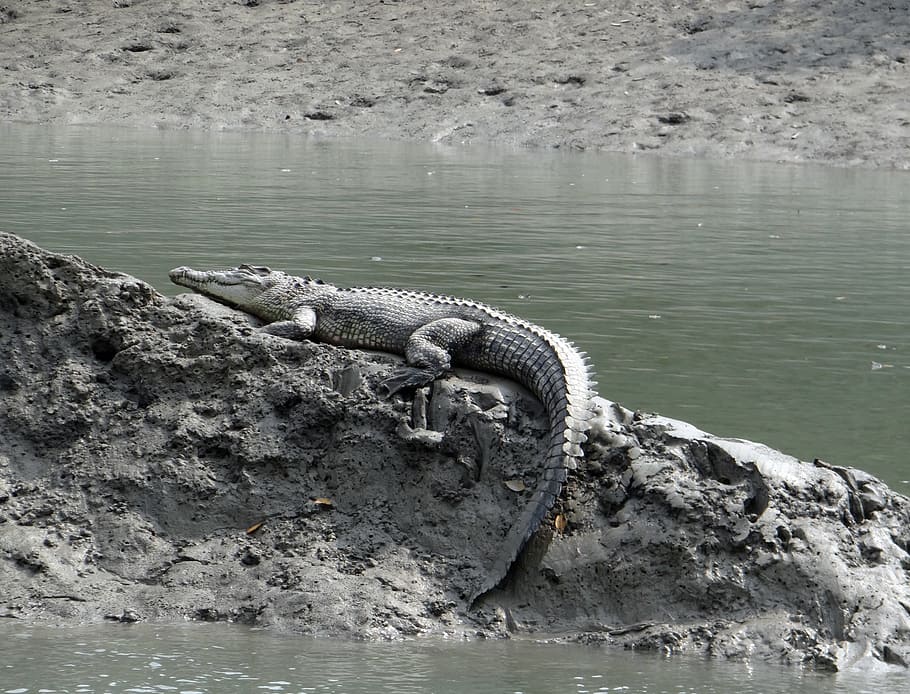 saltwater crocodile, crocodylus porosus, estuarine, indo-pacific crocodile, marine, sea-going crocodile, animal, carnivorous, sundarbans, swamp
