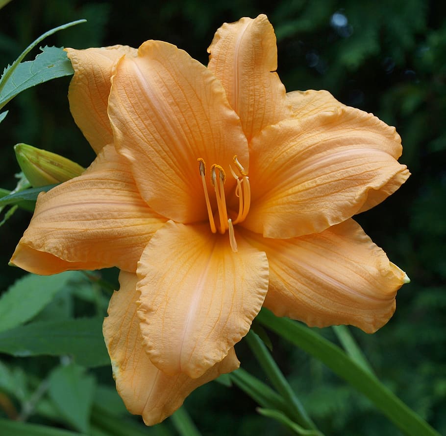 close-up photo, yellow, daylily, lily, double lily, cape cod, garden, floral, plant, natural