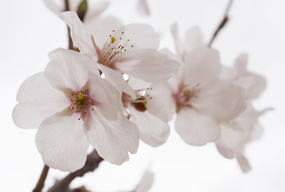 close, white, orchid, cherry blossom, spring, wood, nature, flower tree, spring flowers, flowers