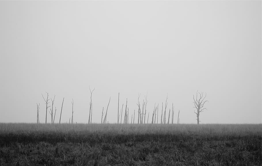 grayscale photo, grass field, grayscale, open, field, grass, grey, black and white, trees, landscape