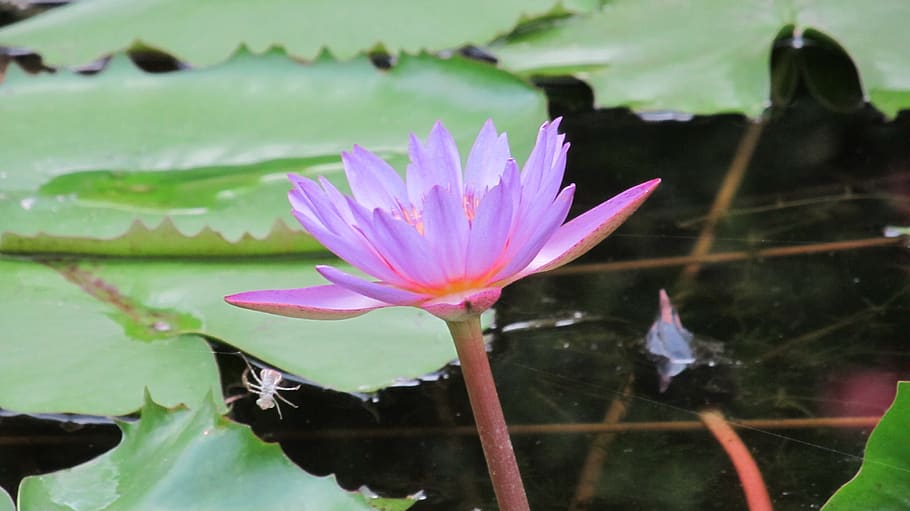 lotus, kamal, india, peace, pure, serenity, sacred, tranquility, aquatic, botanical