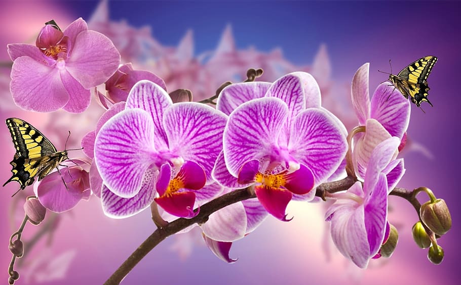 Royalty-free orquideas photos free download | Pxfuel