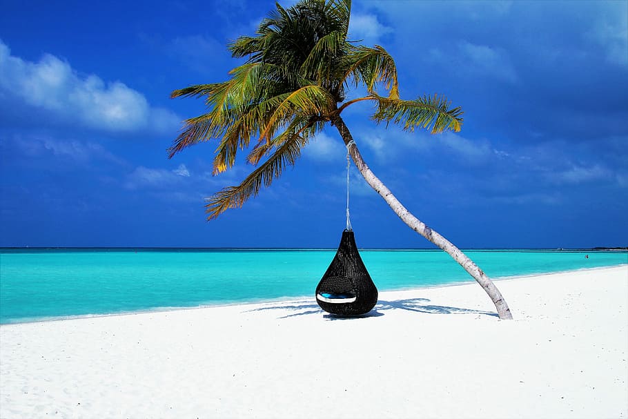 black, hammock, coconut tree, seashore, maldives, palma, beach, sand, the coast, island