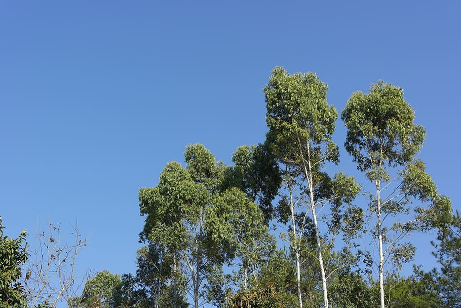 blue sky, trees, upright, tree, plant, sky, low angle view, clear sky, growth, blue