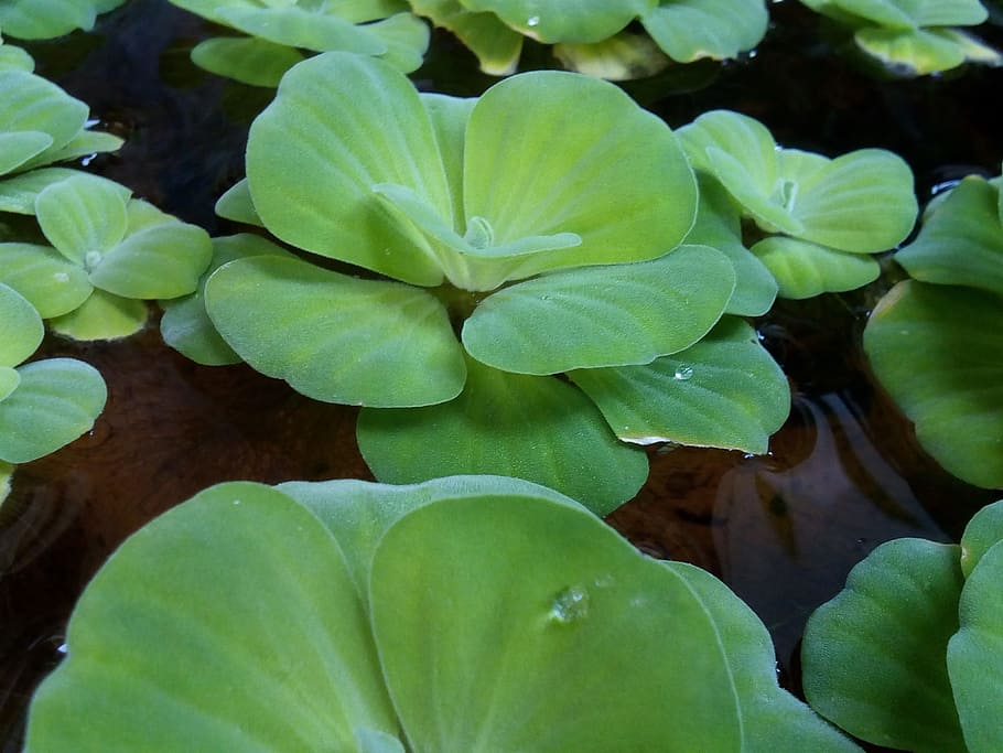 Water Plants, Weed, weed water, green, early widescreen, widescreen, turnips water, marsh, nature, water Lily