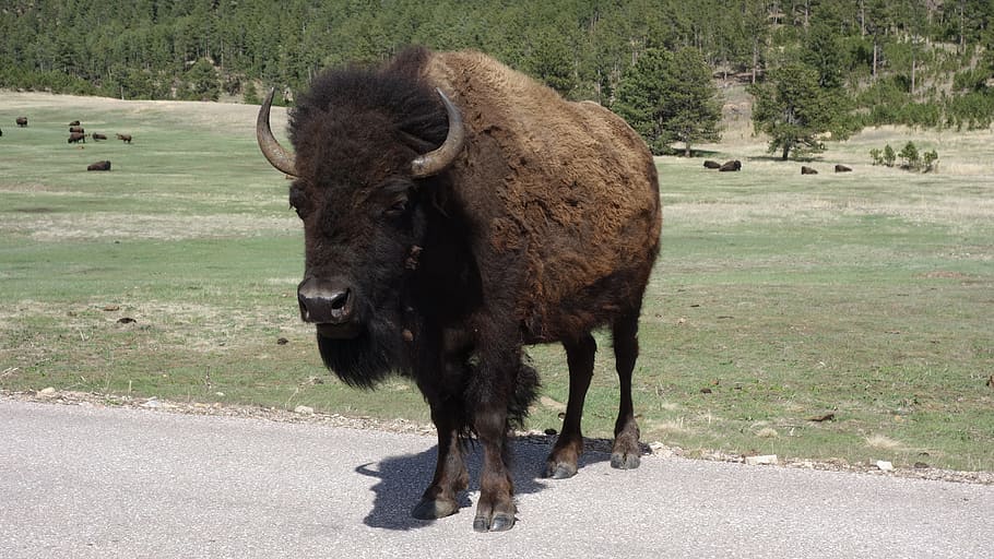 Buffalo, Bison, Yellowstone, buffalo, bison, national park, national parks, united states, america, nature, animal