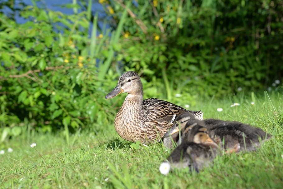 Ducks, Chicken, Water, Plumage, wildlife photography, water bird, poultry, wild ducks, young, family