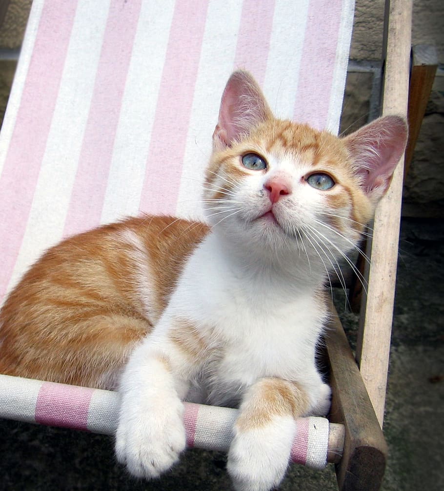 oranye, kucing betina, duduk, putih, pink, bergaris-garis, kursi panjang, Kucing, Kucing hutan, ayam