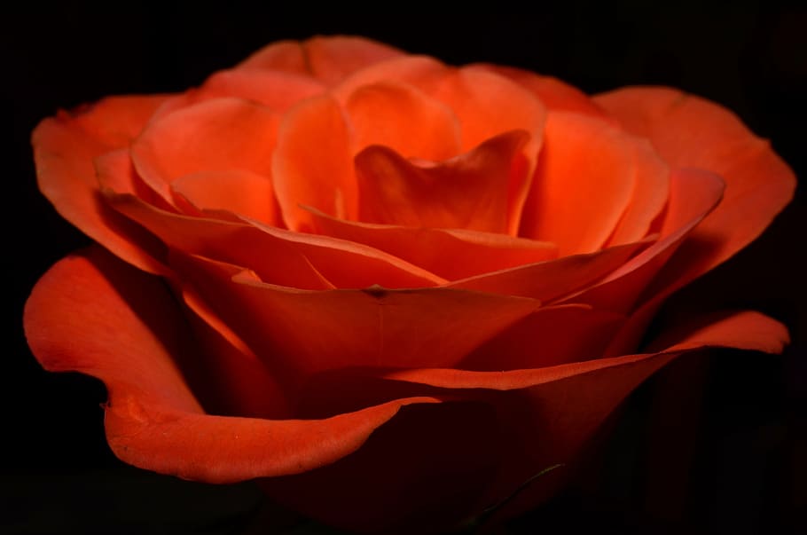 red rose, ros, orange, flower, flowering plant, petal, rose, beauty in nature, plant, close-up