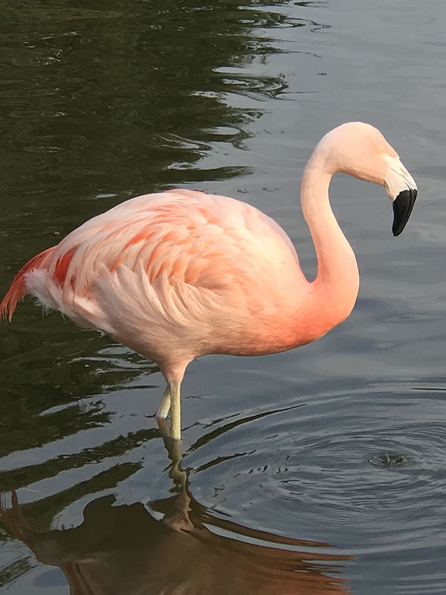 rosa, flamenco, pájaro, pluma, flamencos, zoológico, plumaje, exótico, pico, agua