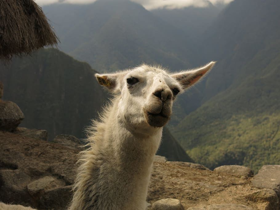 alpaca, lama, camel, machu picchu, funny, wink, peru, animal themes, one animal, mountain