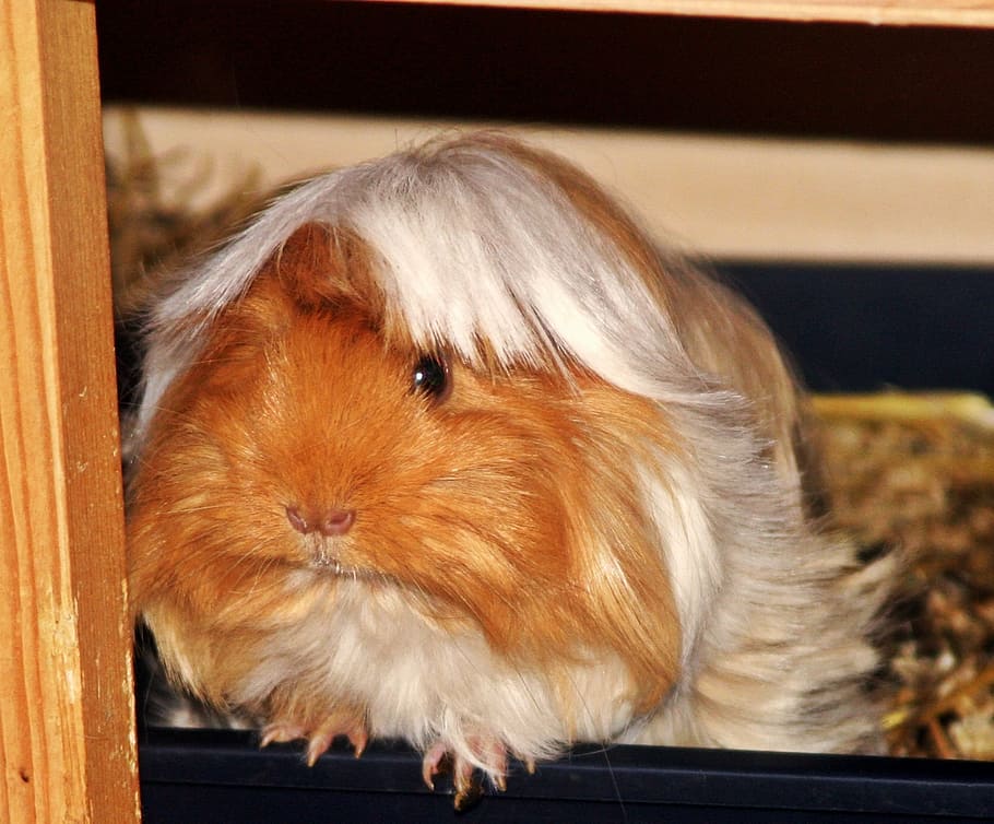 peruvian guinea pig, guinea pig, sea ​​pig house, sweet, cute, rodent, young animals, buff white, cavidae, rodents