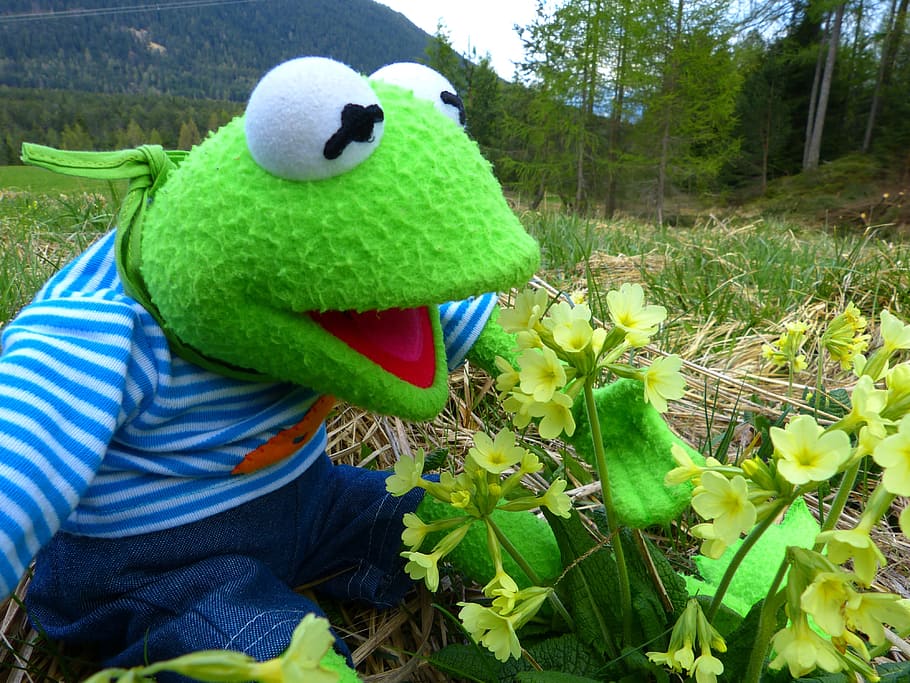 sesame street kermit frog, plush, toy, petaled flowers, daytime, Kermit, Frog, Marvel, Cowslip, Primrose