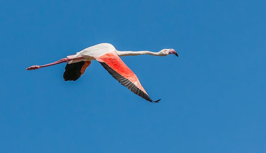 melonjak, tinggi, merah, putih, panjang, leher burung, flamingo yang lebih besar dalam penerbangan, flamingo, pink, lebar sayap