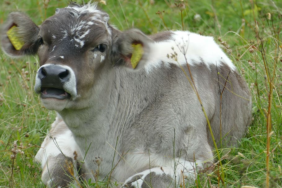 baby, cow, cute, relaxed, meadow, beef, close, ruminant, agriculture, animal