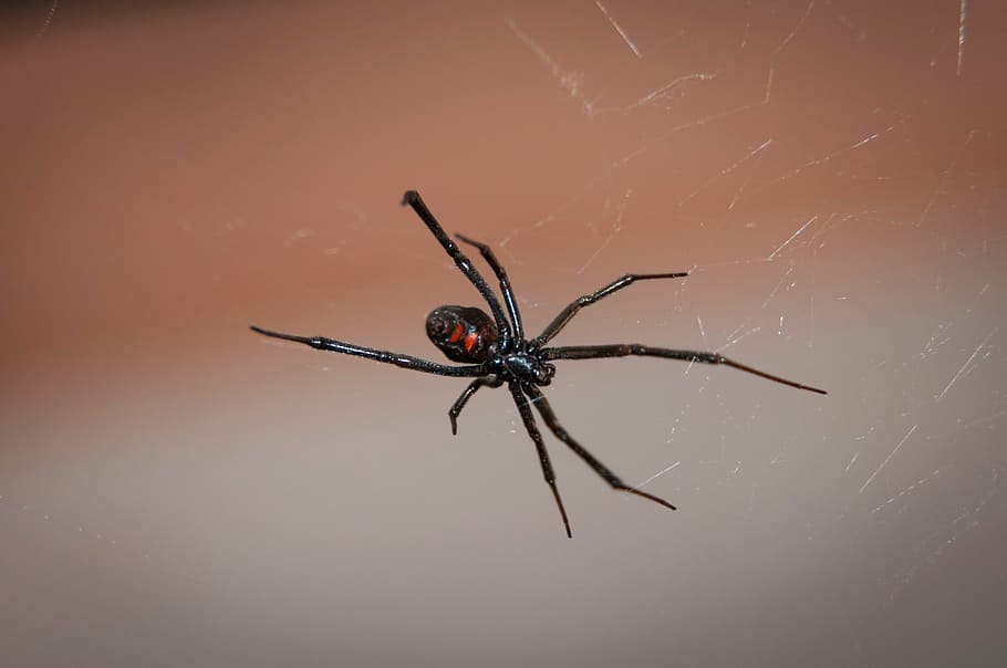negro, araña viuda, primer plano, fotografía, araña viuda negra, web, arácnido, venenoso, veneno, vida silvestre