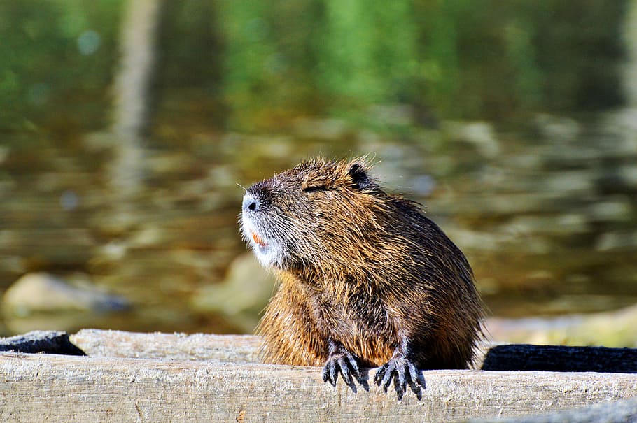 selectivo, fotografía de enfoque, roedor, nutria, rata de agua, especies de roedores, aguas, animal, nager, agua