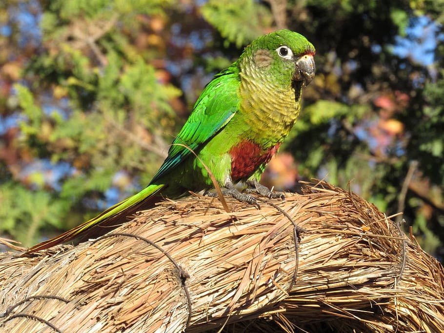parakeet, bird, brazilian bird, birdie, environment, tropical bird, animal themes, animal, animal wildlife, vertebrate
