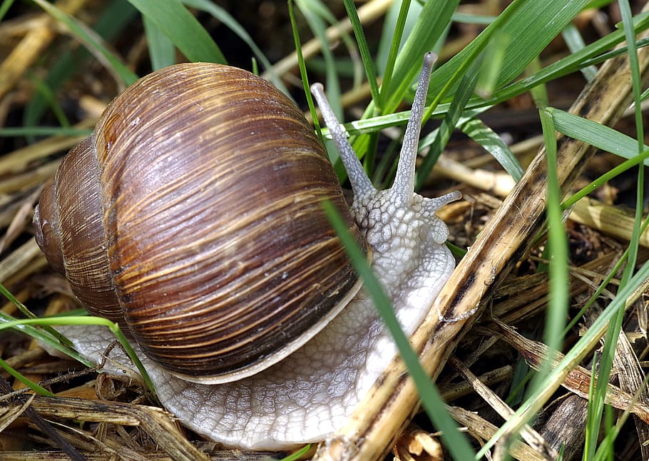 Snail, Edible, Meadow, winniczek, natural, seashell, crawl, grass, nature, horns