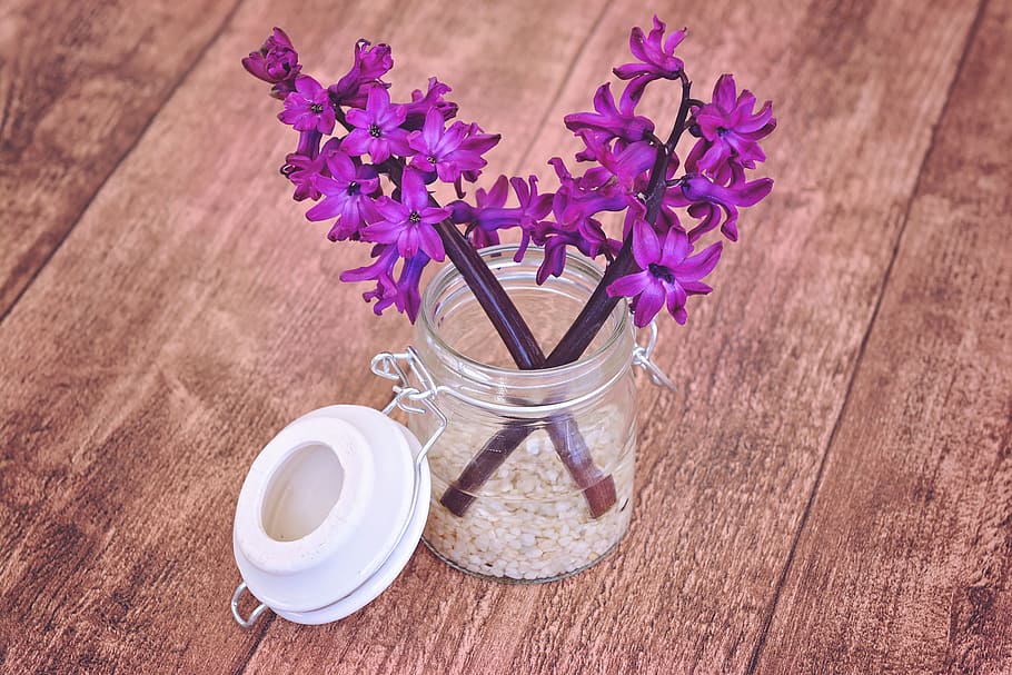 pink, petaled flower, placed, mason jar, hyacinth, flower, flowers, fragrant flower, fragrant, purple