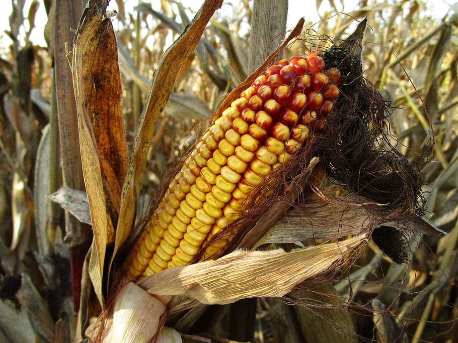 yellow corn, corn, corn on the cob, fodder maize, corn hair, corn cultivation, corn on the cob hair, corn leaves, food, autumn