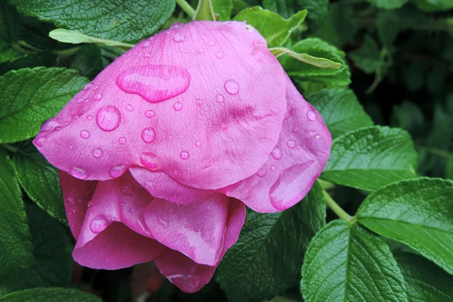 Drop Of Water, potato rose, japan rose, apple rose, blossom, bloom, rosa rugosa, nature, plant, leaf