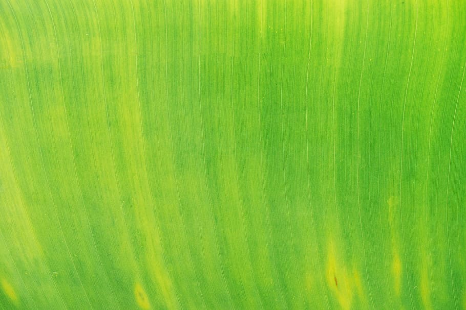 green painting, green, leaf, plant, nature, green color, backgrounds, full frame, pattern, textured