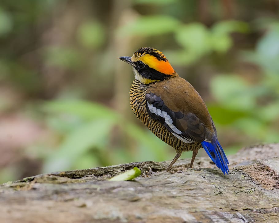 鳥 マレーシアの鳥 8色ツグミ 動物テーマ 動物 動物野生動物 野生動物 1匹の動物 脊椎動物 とまる Pxfuel