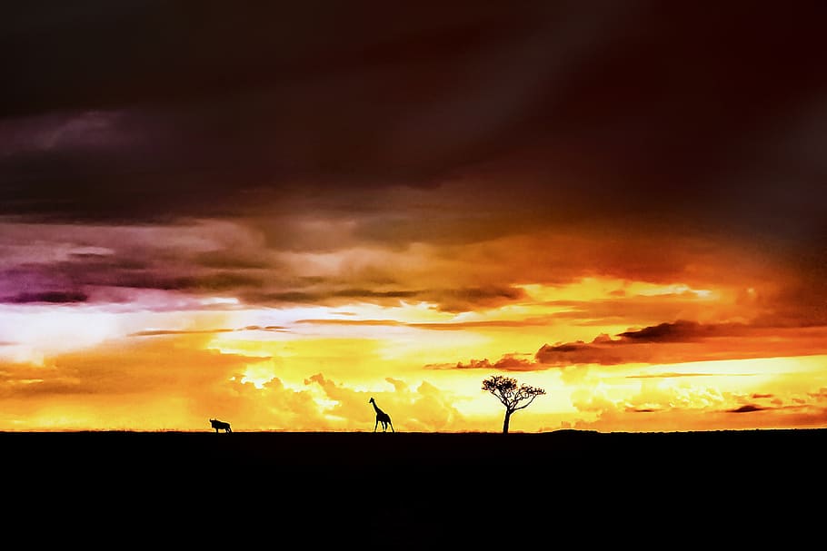 puesta de sol, safari, áfrica, paisaje, vida salvaje, cielo, nubes, animal, árbol, búfalo