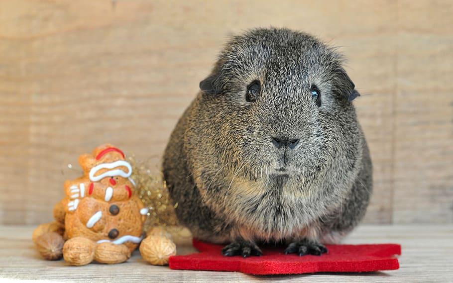 gray guinea pig, guinea pig, smooth hair, lemonagouti, black-cream-agouti, christmas, advent, rodent, animal, nager