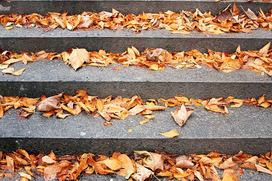 dried, leaves, concrete, stair, stairs, autumn gold, dry leaves, yellow, autumn, www