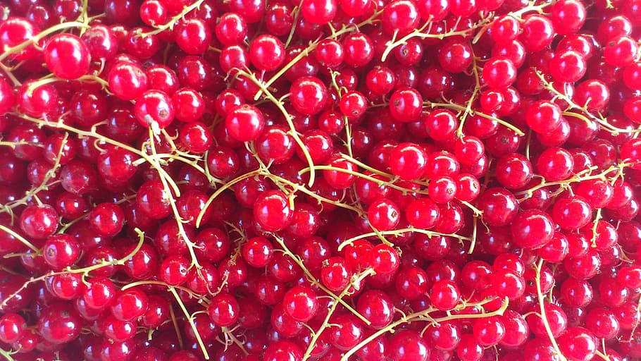 red currant, fruit, berry, red, food and drink, healthy eating, food, wellbeing, freshness, full frame