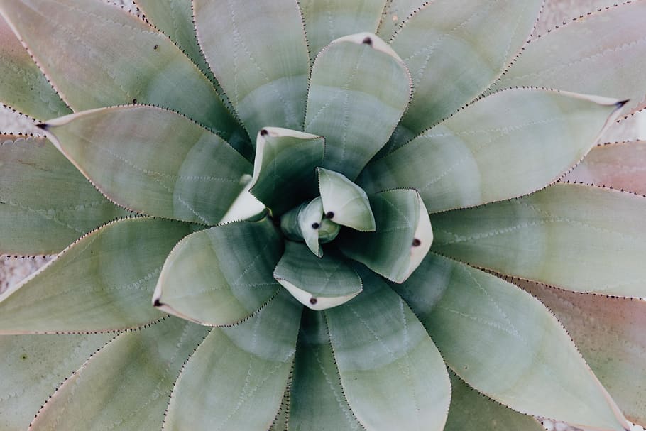 cactus, suculentas, naturaleza, planta, fondo, resumen, españa, madrid, mixto, crecimiento