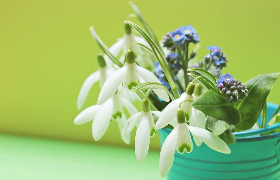 white, flowers macro photography, snowdrop, forget me not, flowers, bucket, yellow, green, petrol, bloom