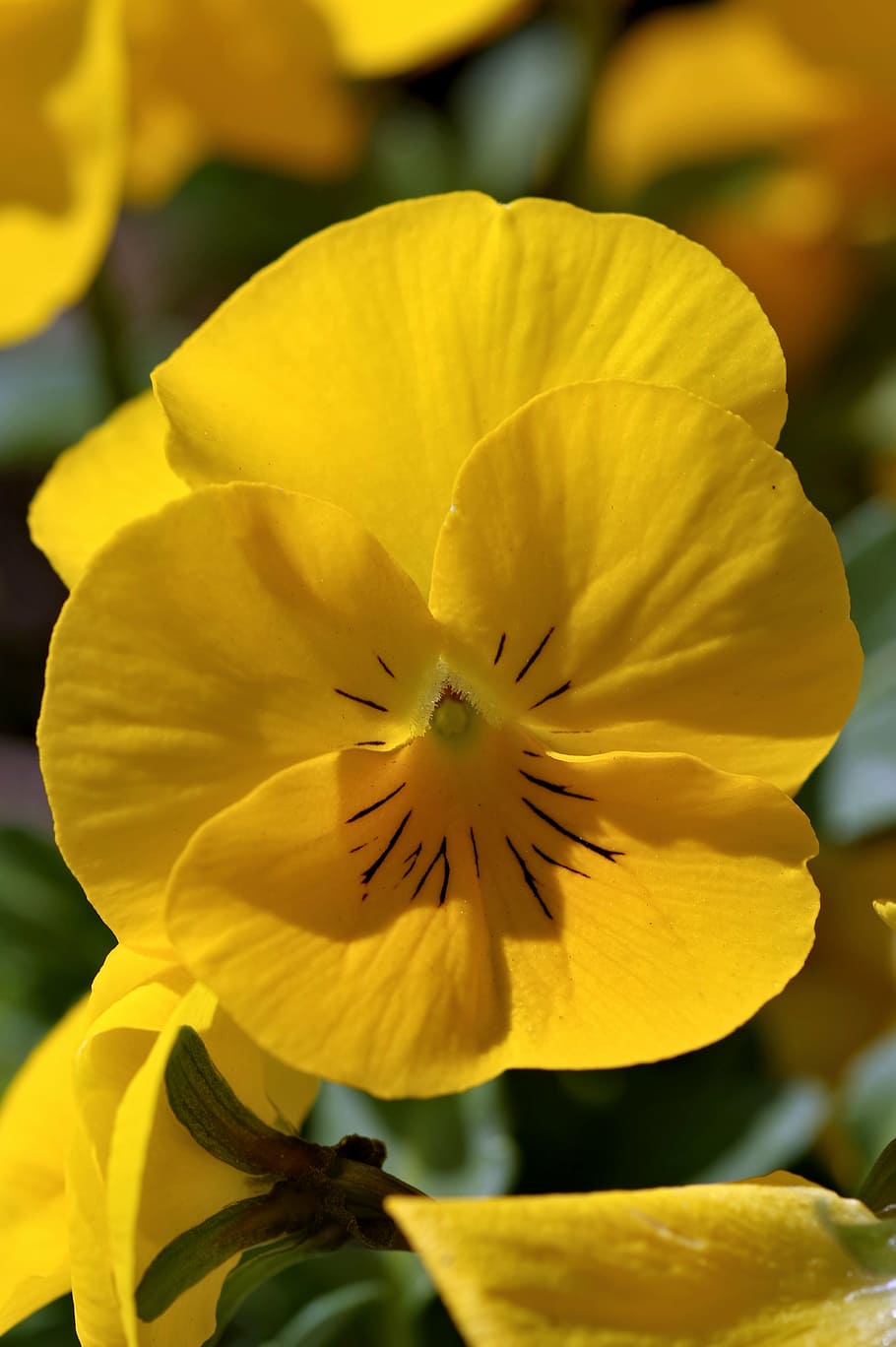 pansy, yellow, single color, macro, garden, spring, flowerbed, plant, nature, green
