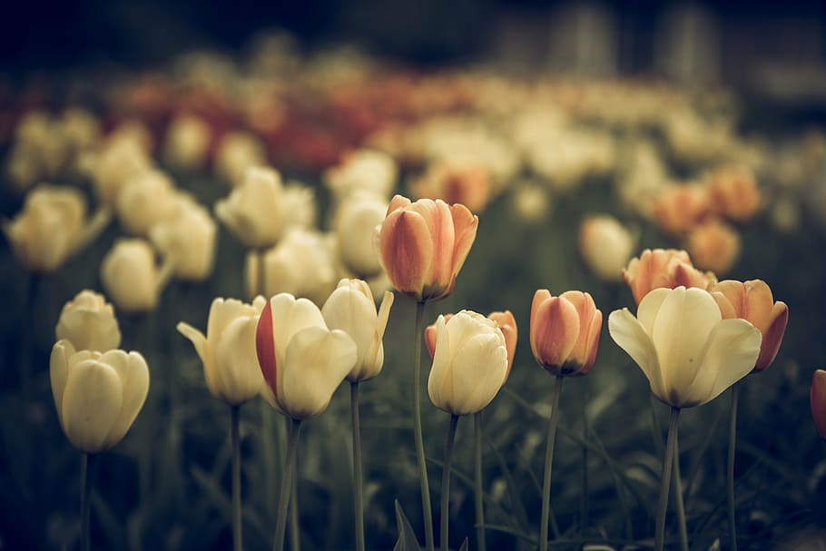vintage look, tulips, faded, flower, blossom, bloom, close, macro, withered, red