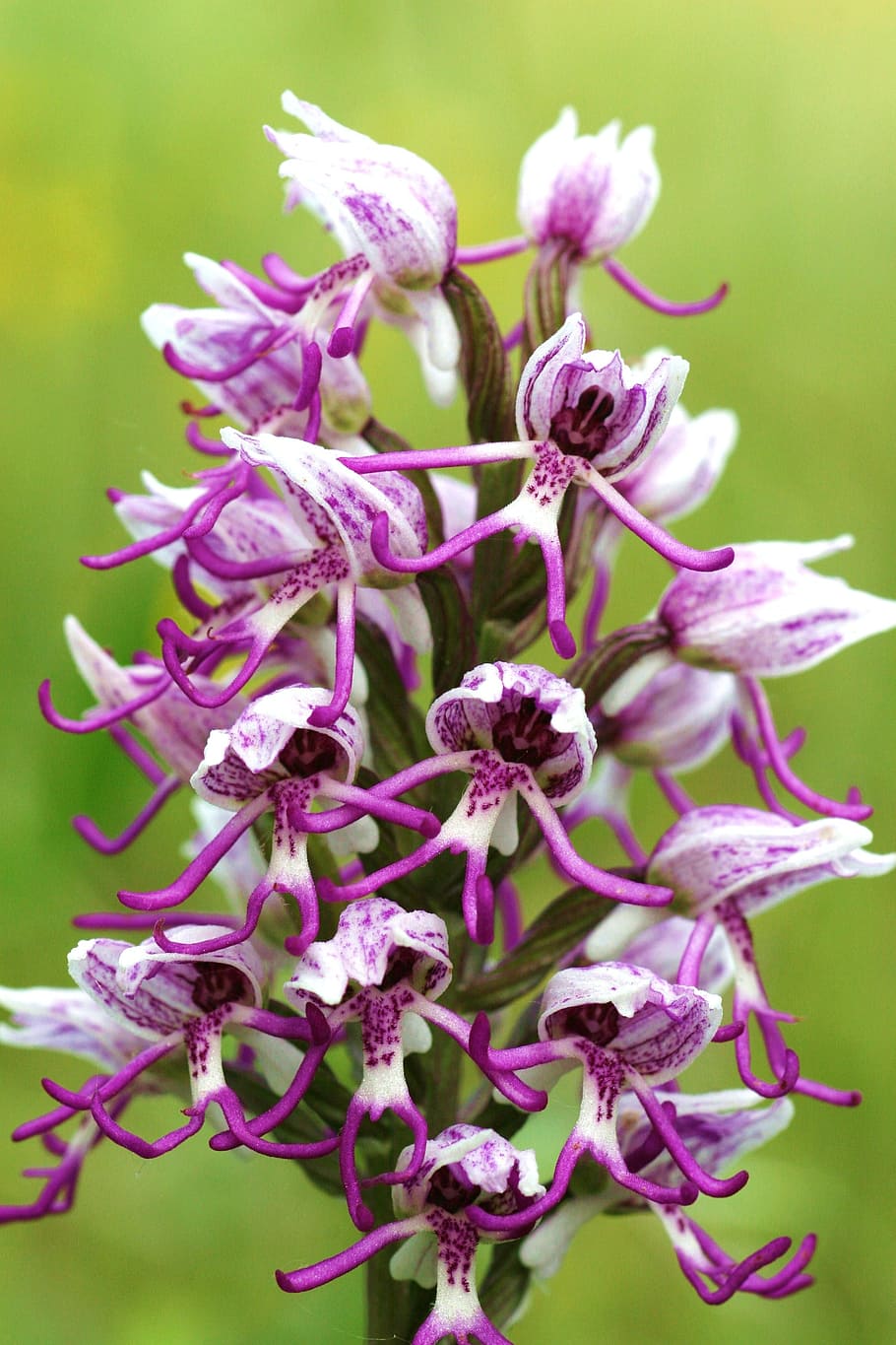 orchis simia, flowers, scrubland, flowering plant, flower, plant, beauty in nature, vulnerability, fragility, freshness