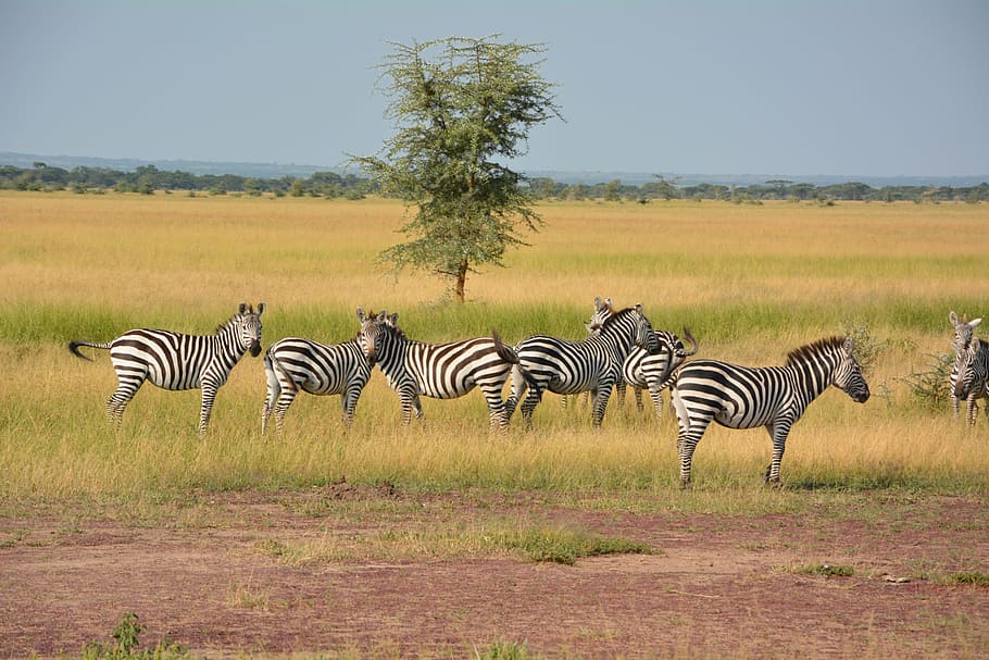 cebras, de pie, campo de hierba, durante el día, bandada, desierto, serengeti, áfrica, parque nacional, parque serengeti