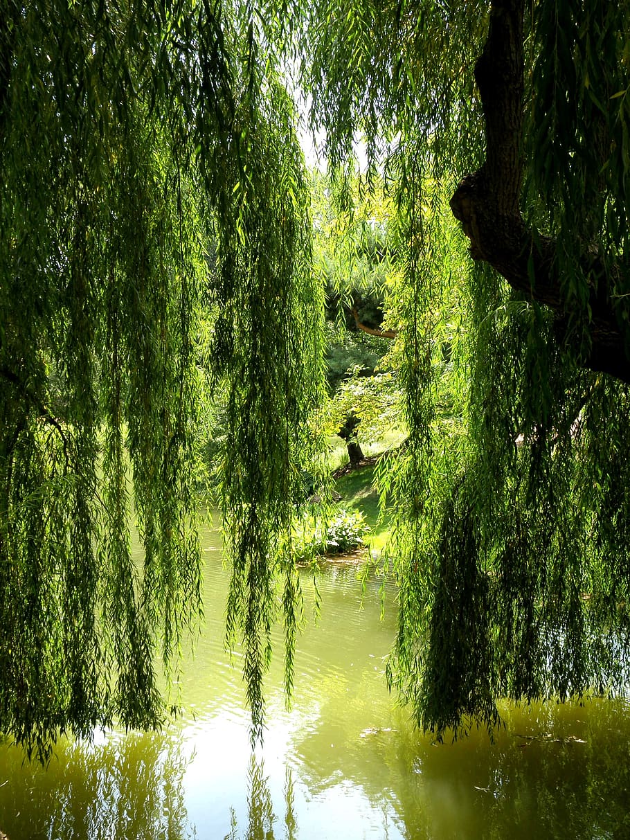 willow, tree, lagoon, pond, nature, water, willow tree, reflection, weeping, lake