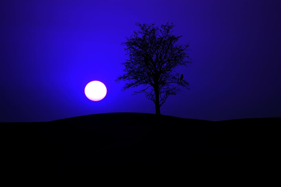 foto de silueta, árbol, lleno, luna, noche, cielo nocturno, luz de la luna, cielo, oscuridad, búho