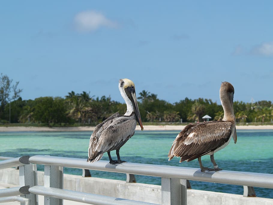 two, brown, pelicans perching, rail, key west, white street fishing peer, brown pelicans, pelican, bird, nature