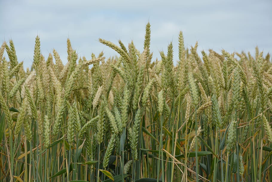 cereales, trigo, campos, trigo duro, espigas, Agricultura, cultivo, crecimiento, planta, planta de cereales