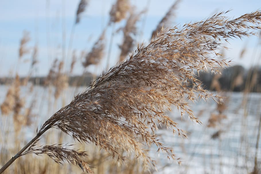 nature, winter, snow, cold, plant, focus on foreground, day, land, growth, close-up