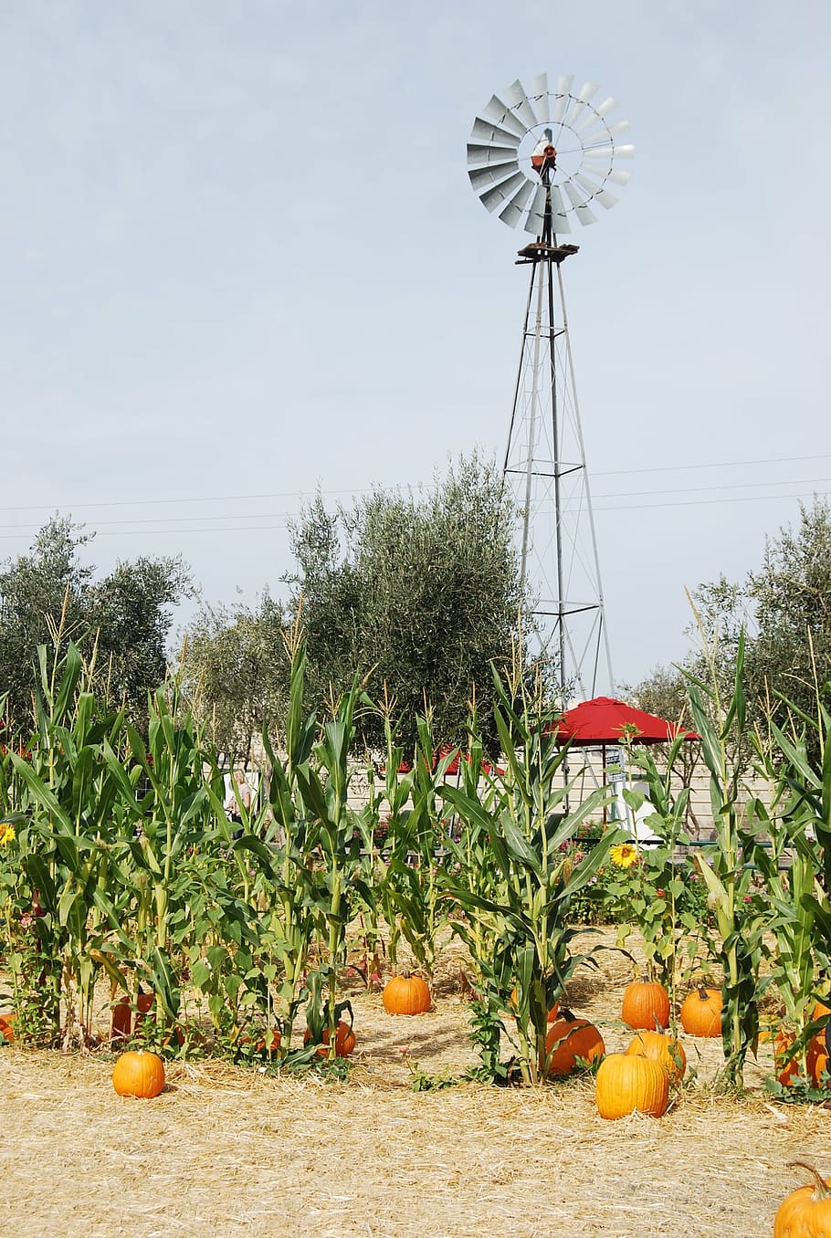 windmill, farmland, pumpkin patch, wind, corn stalk, stalk, pumpkin, natural, farm, energy
