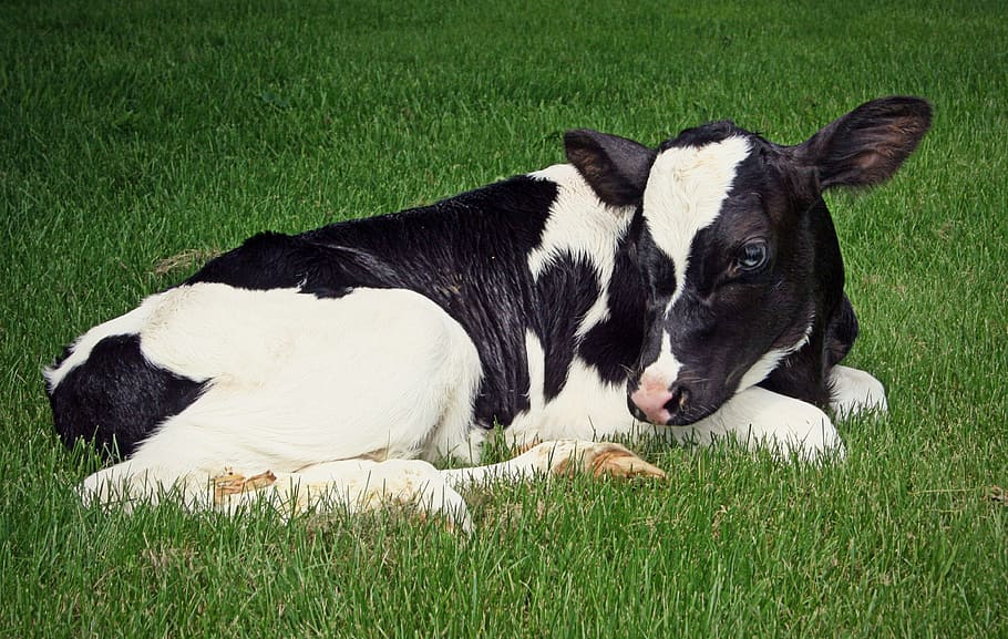 black, white, cow, lying, grassy, land, calf, holstein, dairy, livestock