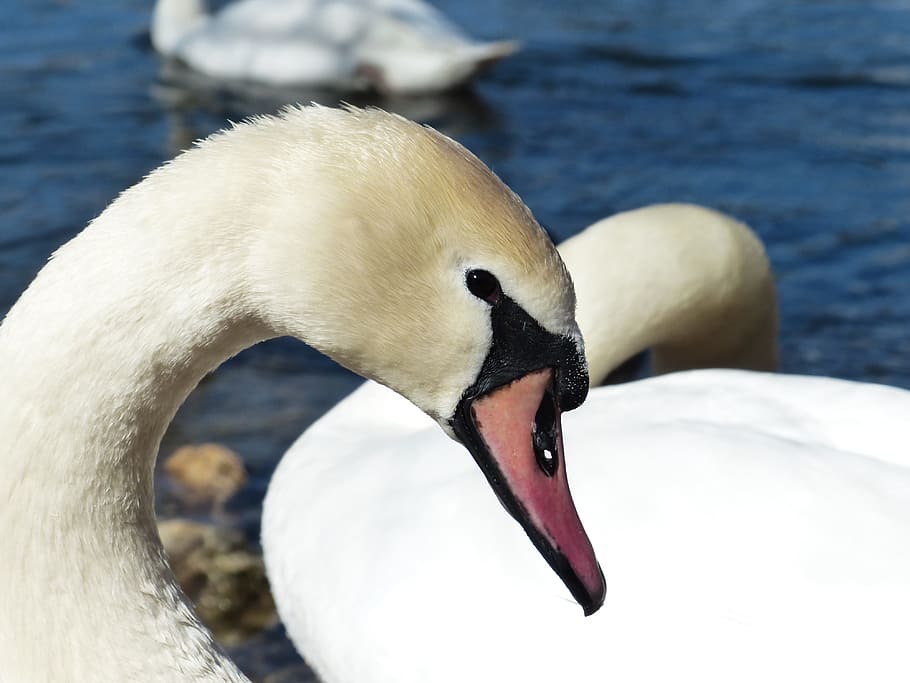close, shot, white, swan, mute swan, bird, river, lake, waters, water