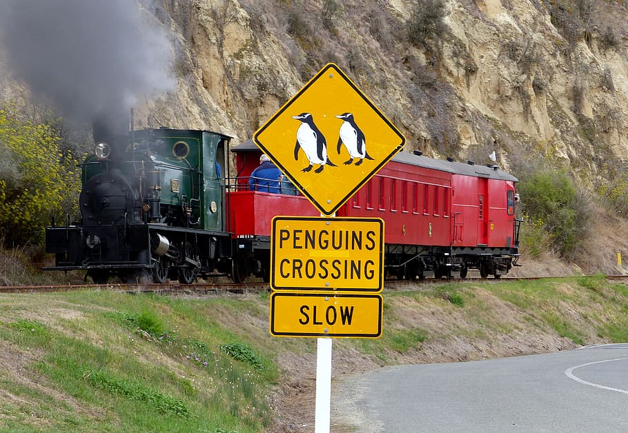 Dar, pinguins, cruzamento, lento, estrada, sinal, placa, comunicação, transporte, texto