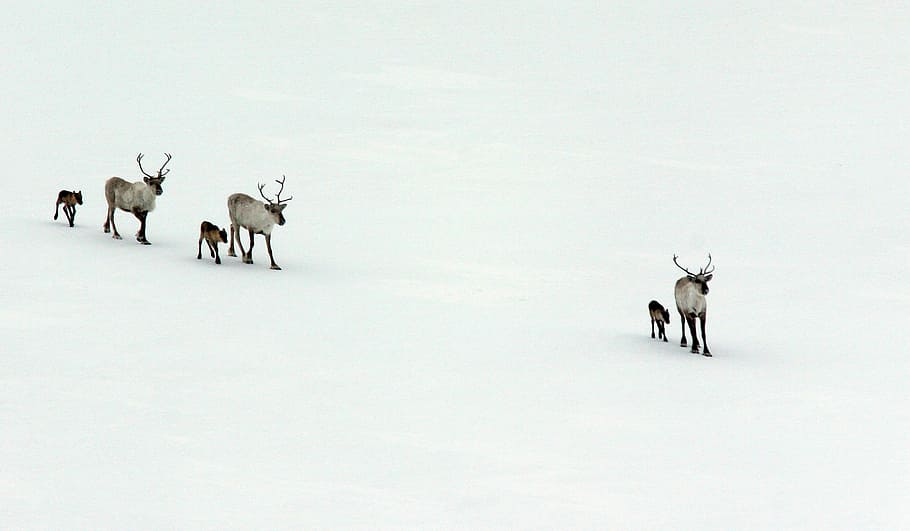 白, 鹿, ウォーキング, 雪原, 写真, 野生のトナカイ, 子牛, 新生児, 自然, ノルウェー